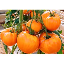 Редкие сорта томатов «Медовый эль»  